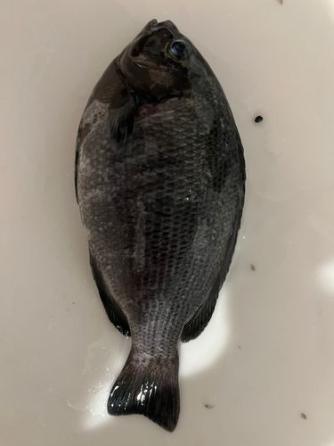 那珂湊港