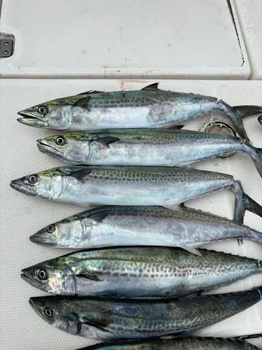 サゴシの釣果