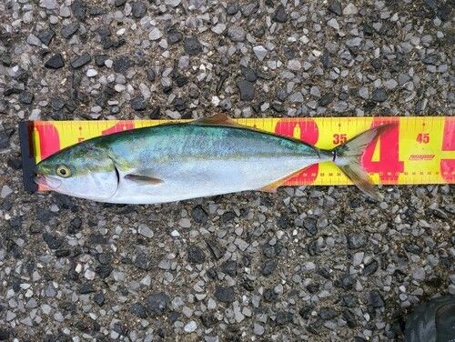 ヤズの釣果