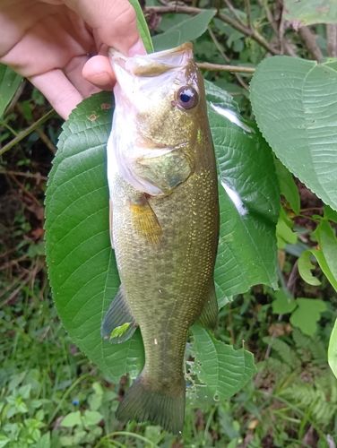 ラージマウスバスの釣果