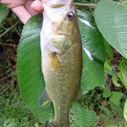 ラージマウスバス