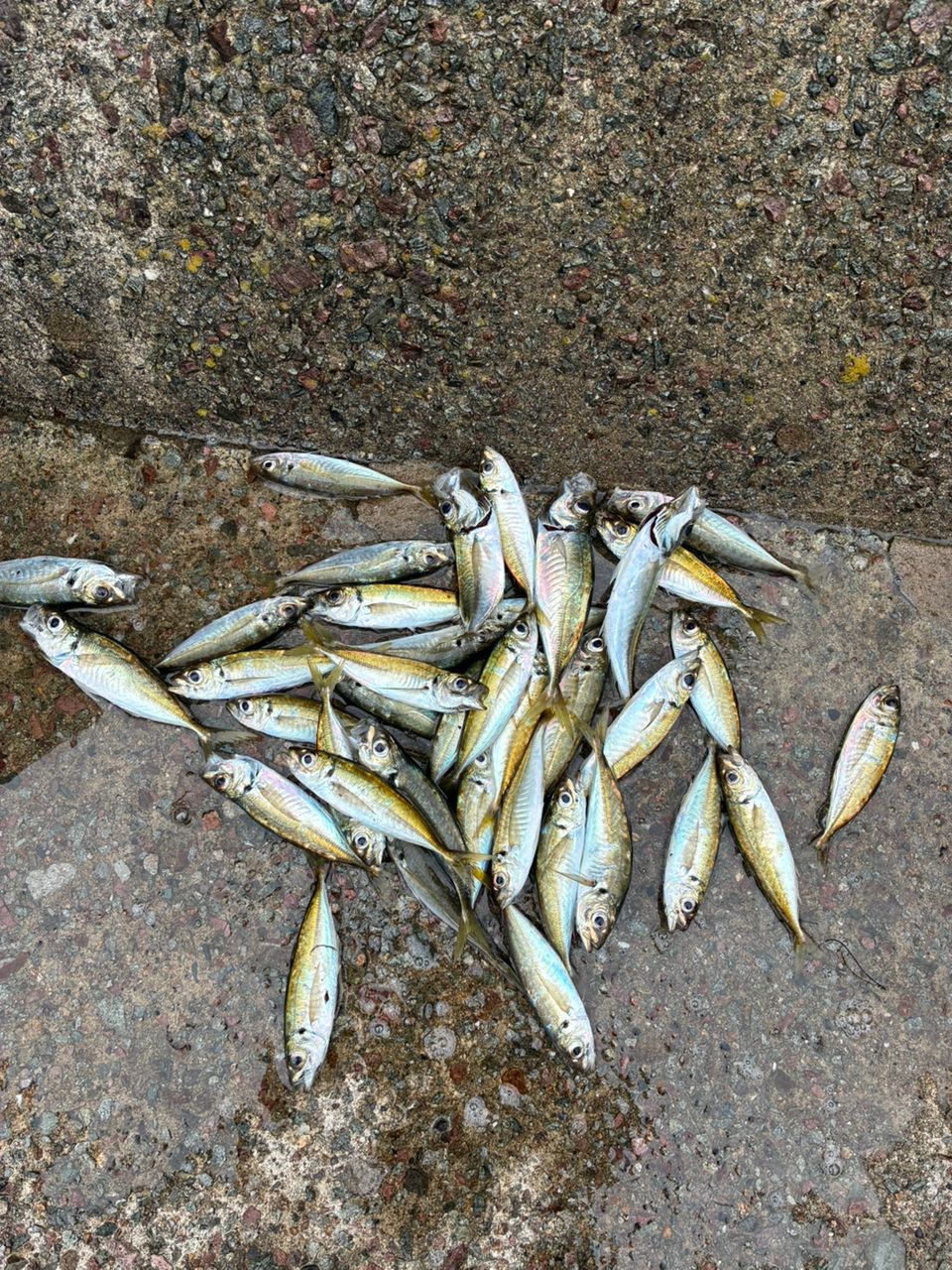 アジ