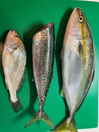 イナダの釣果