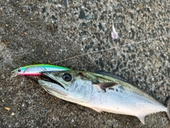 サゴシの釣果