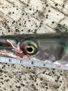 ダツの釣果