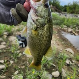 ラージマウスバス