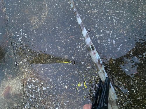 アオヤガラの釣果
