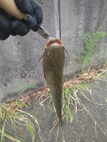ナマズの釣果