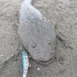 マゴチ