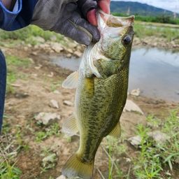 ラージマウスバス