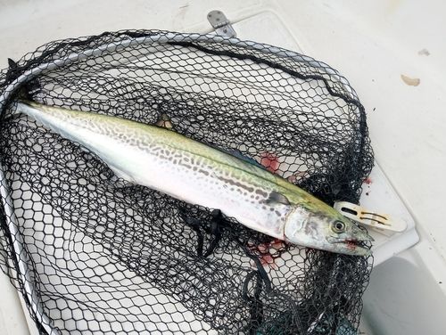 サワラの釣果