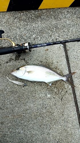 シオの釣果