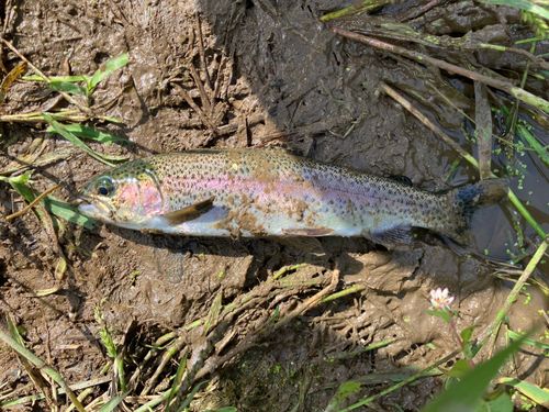 ニジマスの釣果
