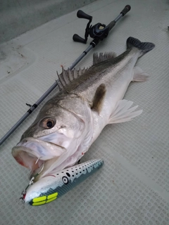 スズキの釣果