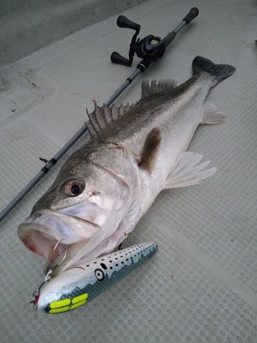 スズキの釣果