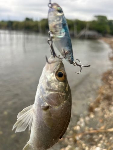 セイゴ（ヒラスズキ）の釣果