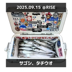 サゴシの釣果