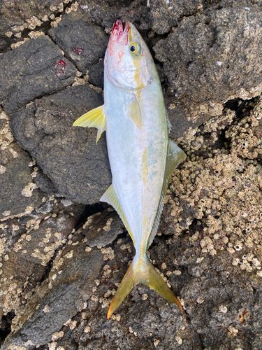 フクラギの釣果