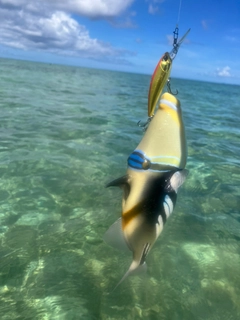 ムラサメモンガラの釣果