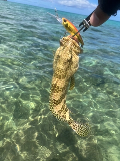 イシミーバイの釣果