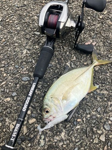 オニヒラアジの釣果