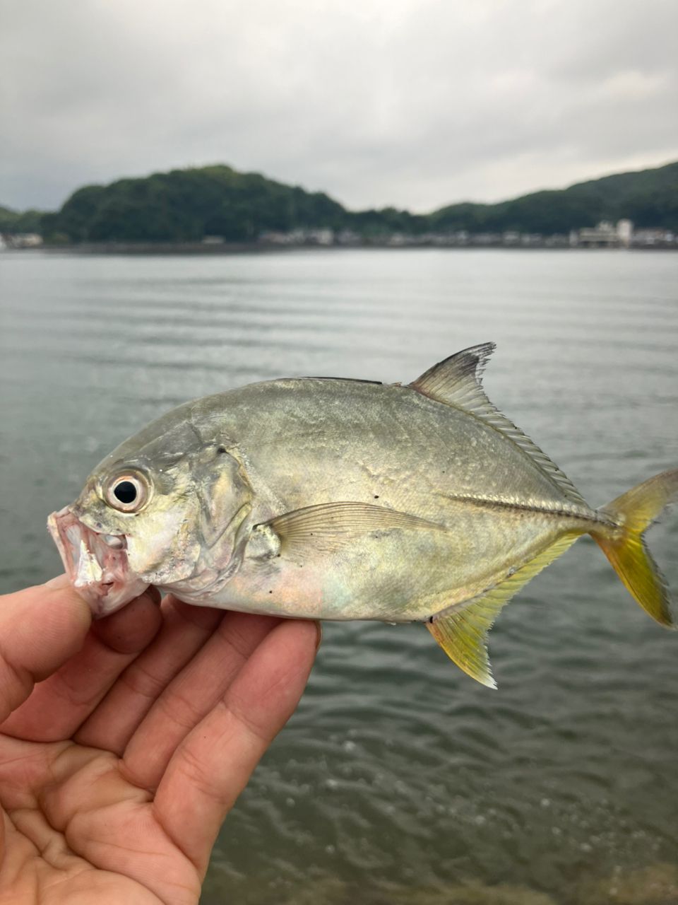 オニヒラアジ