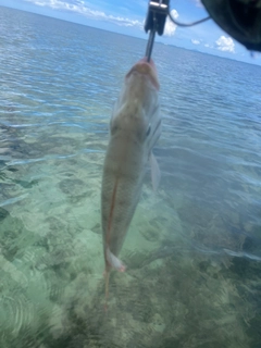 マトフエフキの釣果