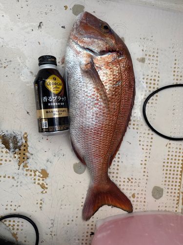 釣果