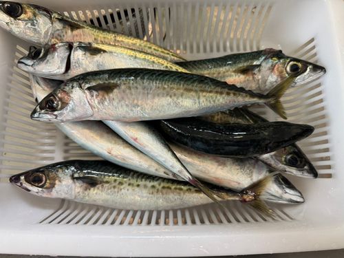 サバの釣果