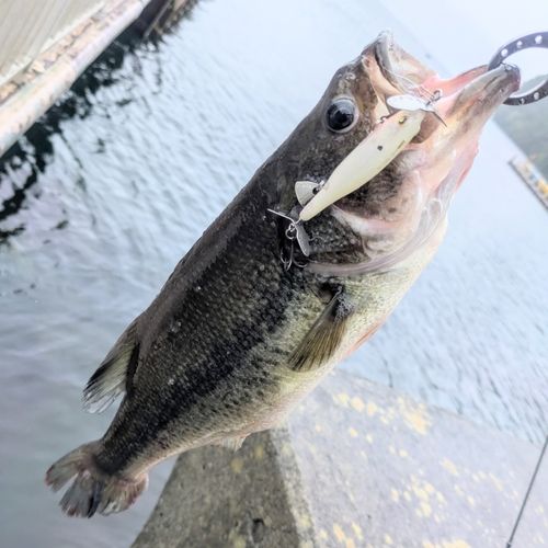ラージマウスバスの釣果