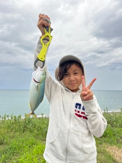 ワカシの釣果