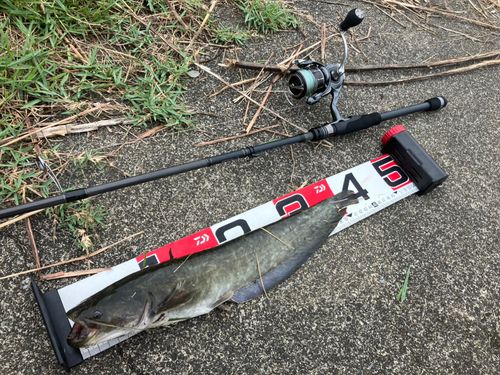ナマズの釣果