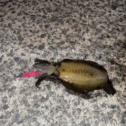 アオリイカ