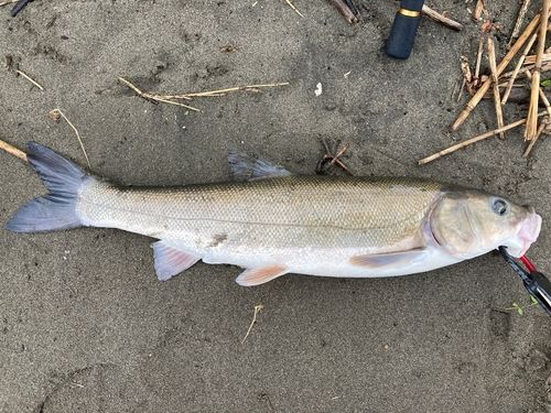 ウグイの釣果
