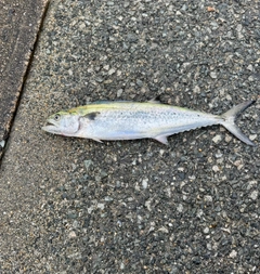 サゴシの釣果
