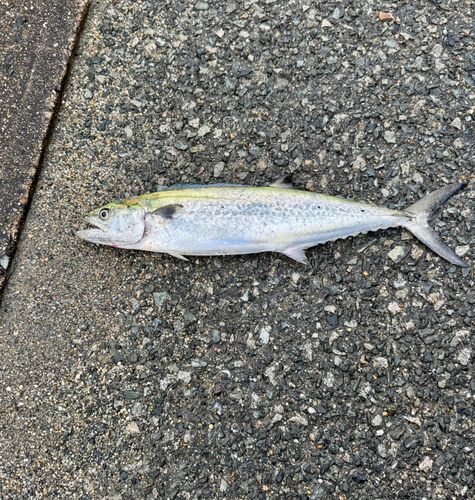 サゴシの釣果