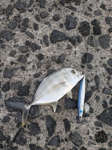 メッキの釣果