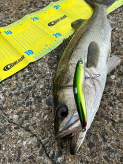 シーバスの釣果