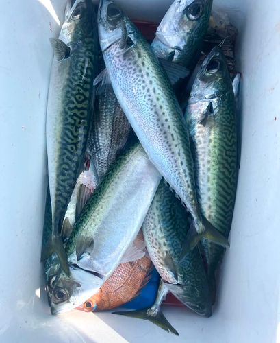 サバの釣果