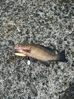 オオモンハタの釣果