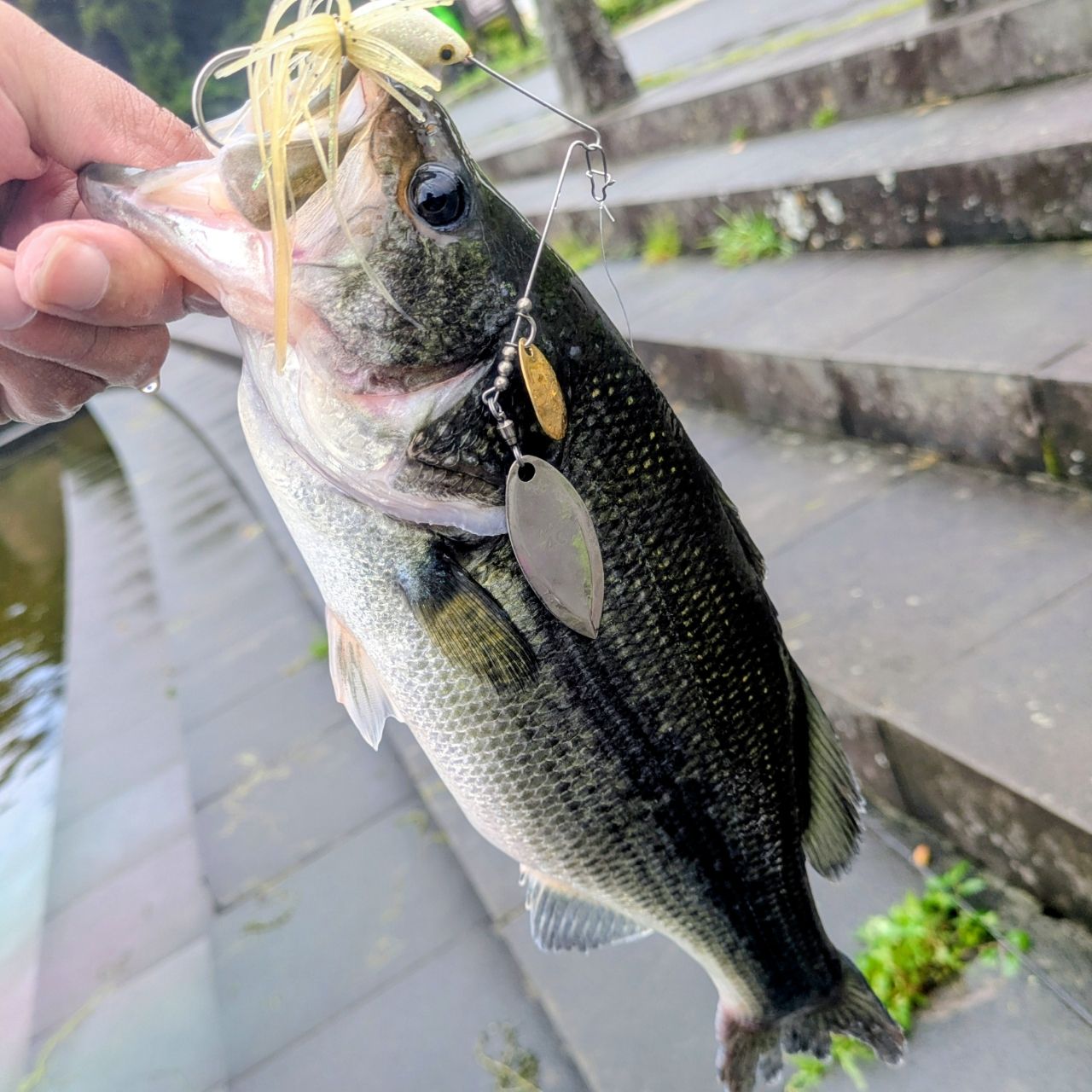 DAIWA 12トリプルビー 666TMLRBの最安値・インプレ・釣果 | 本音の