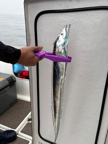 タチウオの釣果