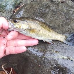 スモールマウスバス