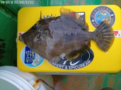 カワハギの釣果
