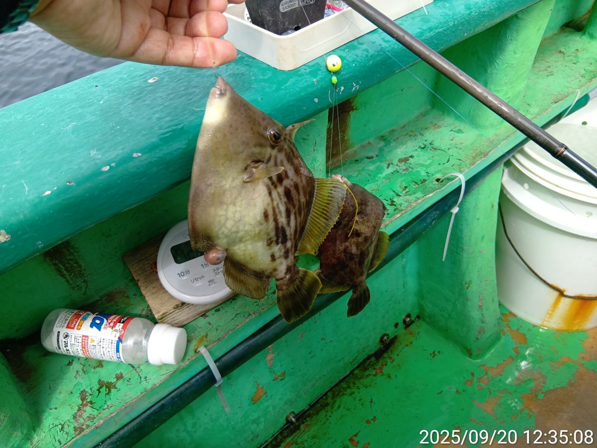 にゃんすけさんの釣果 2枚目の画像