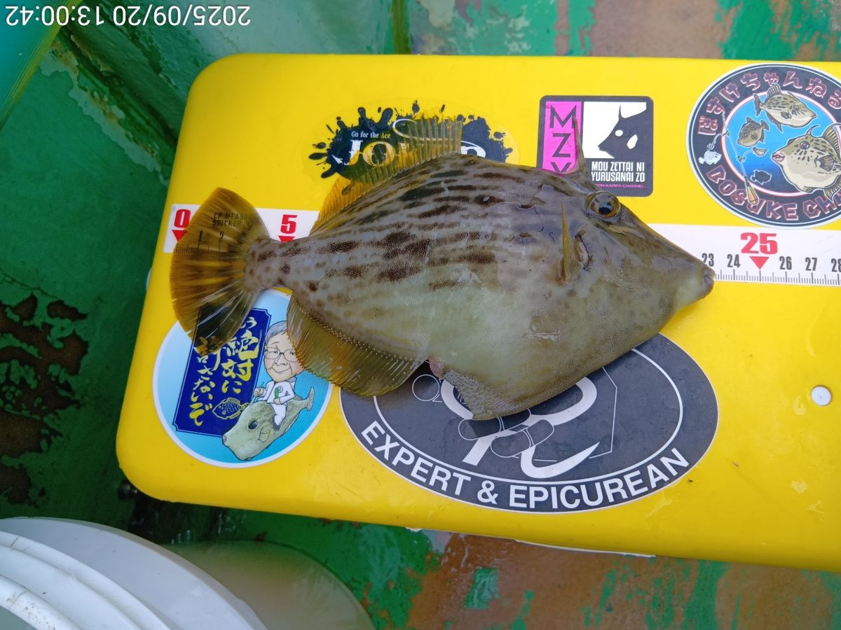 にゃんすけさんの釣果 3枚目の画像