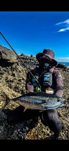 キハダマグロの釣果