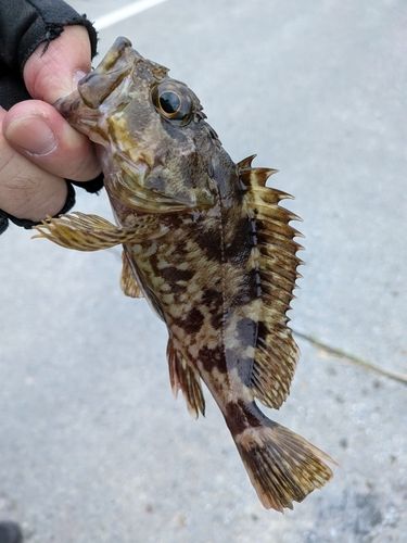 カサゴの釣果