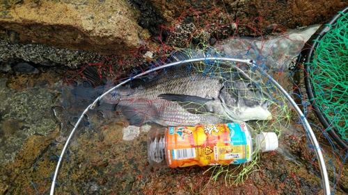 チヌの釣果