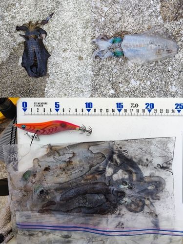 アオリイカの釣果